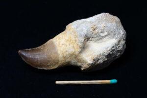 https://www.fossilera.com/fossils-for-sale/fossil-mosasaur-teeth