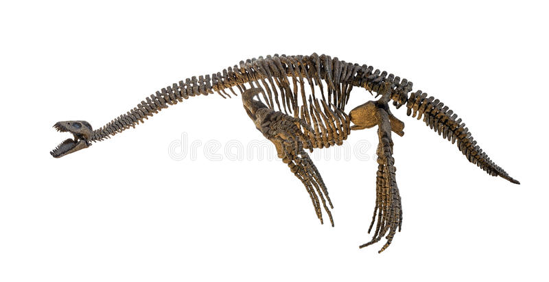 The Anatomy of a Plesiosaurus